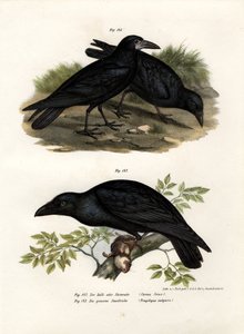 Cuervo Común, 1864 de German School